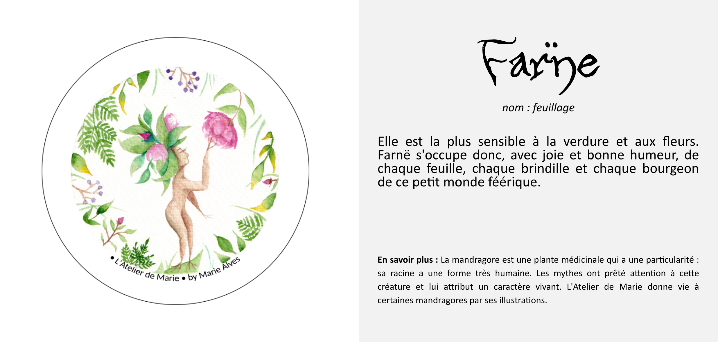 présentation histoire Farne illustration aquarelle mandragore